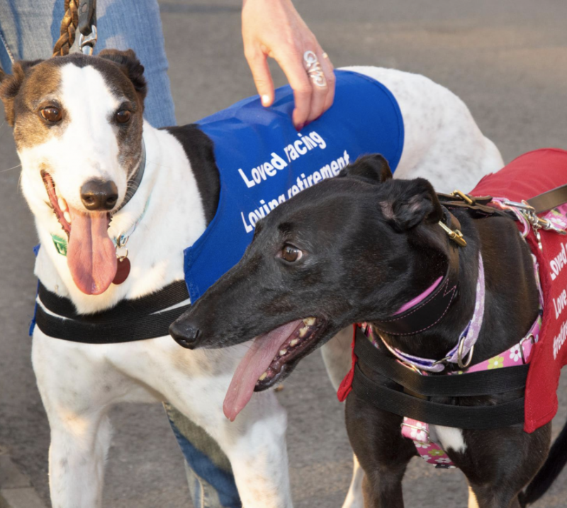 retired greyhounds